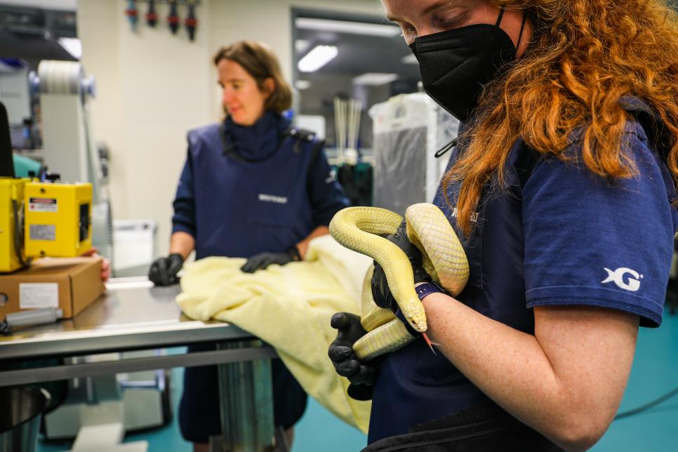 Peak Inside the Scales with Reptile XRays Nature and Wildlife